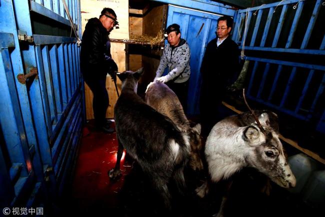 Reindeer imported from Netherlands are being examined, in the city of Genhe, in north China's Inner Mongolia Autonomous Region, on Mar. 14, 2019. [Photo: VCG]