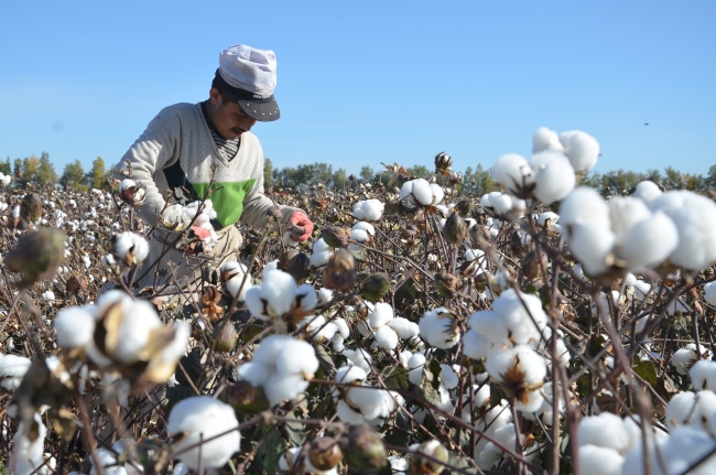 A man is picking cotton in Xinjiang Uygur Autonomous Region. [File photo: IC]