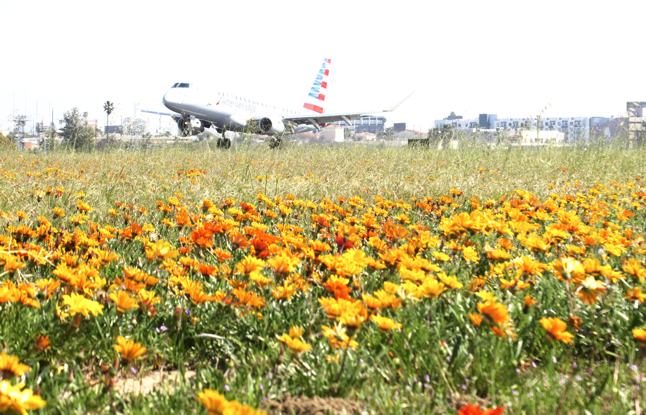 LA airport gets rare super bloom of flowers next to runways - China Plus