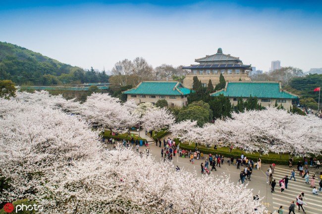 An aerial photo of cherry blossom trees at Wuhan University in Wuhan, capital of China's Hubei Province, March 21, 2019. [Photo: VCG]