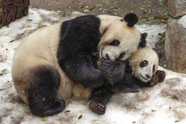 This undated photo provided by San Diego Zoo Global shows giant pandas Bai Yun, a 27-year-old female, and her son, 6-year-old Xiao Liwu, at the San Diego Zoo in San Diego. In honoring the terms of the Zoo's conservation loan agreement with the People's Republic of China, the pandas will leave the San Diego Zoo in April and will be repatriated to their ancestral homeland. "The San Diego Zoo was honored to be chosen by conservationists in China to work with them to develop a new model for species conservation," said Douglas G. Myers, president/CEO, San Diego Zoo Global. "The panda program we began together demonstrates how powerful these collaborative efforts can be. We are extremely grateful to China for sharing the pandas with us and offering us the chance to serve this species in a leadership role." [Photo: AP]