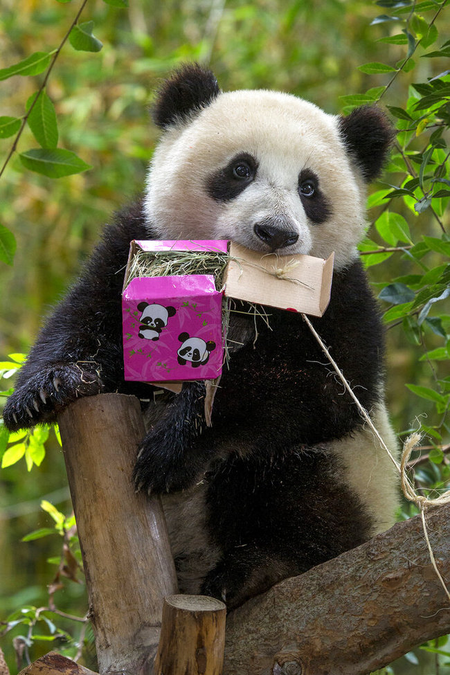 This undated photo provided by San Diego Zoo Global shows giant panda 6-year-old Xiao Liwu, at the San Diego Zoo in San Diego. In honoring the terms of the Zoo's conservation loan agreement with the People's Republic of China, the Xiao Liwu and his mother, 27-year-old Bai Yun, not shown, will leave the San Diego Zoo in April and will be repatriated to their ancestral homeland. [Photo: AP]