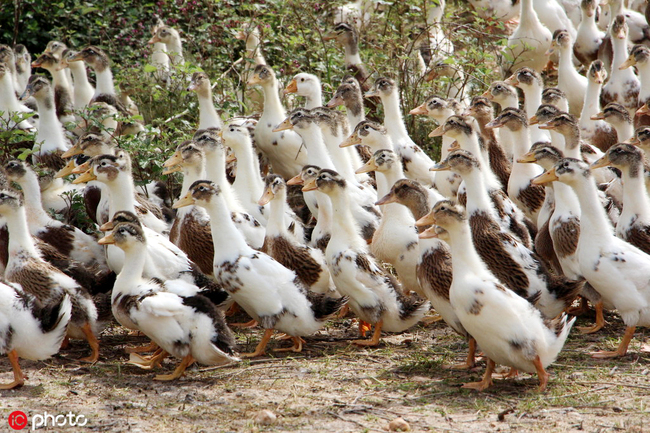 A band of ducks [File photo: IC]