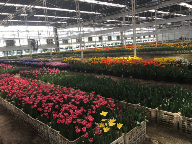 Flower production at Beilangzhong Village on March 27, 2019. [Photo: China Plus]