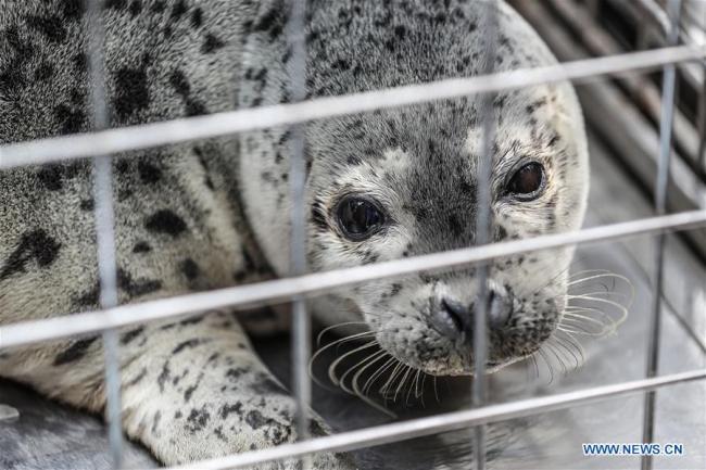 Photo taken on April 11, 2019 shows a spotted seal to be released back into the wild in Dalian, northeast China's Liaoning Province. [Photo: Xinhua]