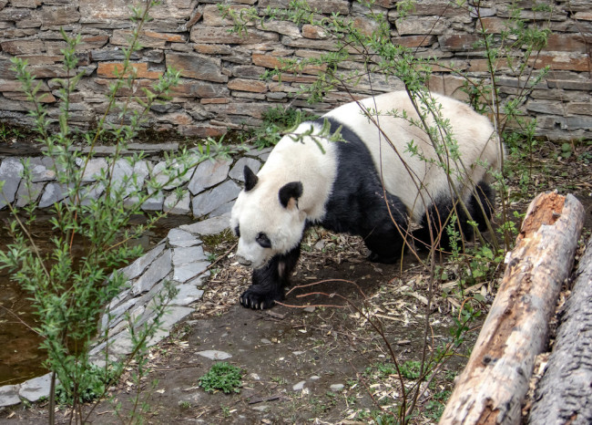 Giant panda Yuanyuan wanders before leaving for Austria at the Shenshuping breeding base of Wolong National Nature Reserve in Ngawa Tibetan and Qiang Autonomous Prefecture, southwest China's Sichuan province, 11 April 2019. [Photo: IC]