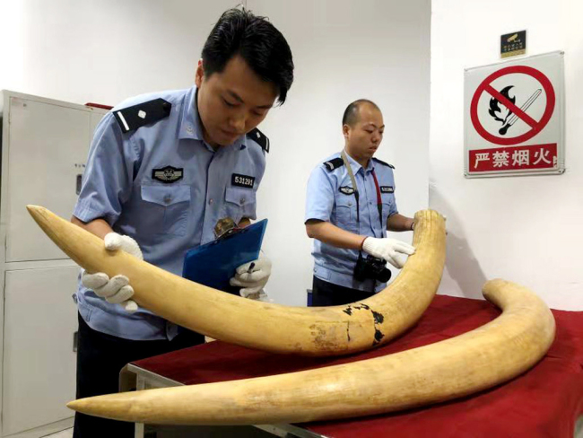 Customs officers display pieces of African ivory seized in a crackdown on a major smuggling operation during a press conference in Shenzhen, Guangdong Province, November 15, 2018. [File photo: IC]