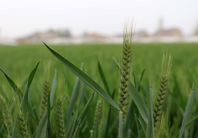 Wheat growing on a farm in Huai’an, Jiangsu Province. [File photo: IC]