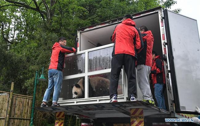 Staff members load a transport cage containing Ding Ding, the female panda born in 2017, into a lorry at the Bifengxia base of the China Conservation and Research Center for the Giant Panda in Ya'an, southwest China's Sichuan Province, April 29, 2019. Chinese researchers held a send-off ceremony for a pair of giant pandas who are to depart for Moscow on Monday for a 15-year collaborative research. Ru Yi, the male panda born in 2016, and Ding Ding, the female panda born in 2017, are scheduled to board a flight at 1:45 p.m. in Chengdu and arrive in Moscow at 10:00 p.m. Beijing Time the same day, the panda research base in southwest China's Sichuan Province said. [Photo: Xinhua]