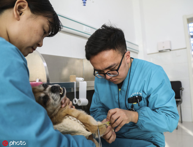 A doctor tries to inject medications and fluid replacement into the blood of a dog in a pet hospital in Shenyang city, northeast China's Liaoning province, 15 November 2017. [File Photo: IC]