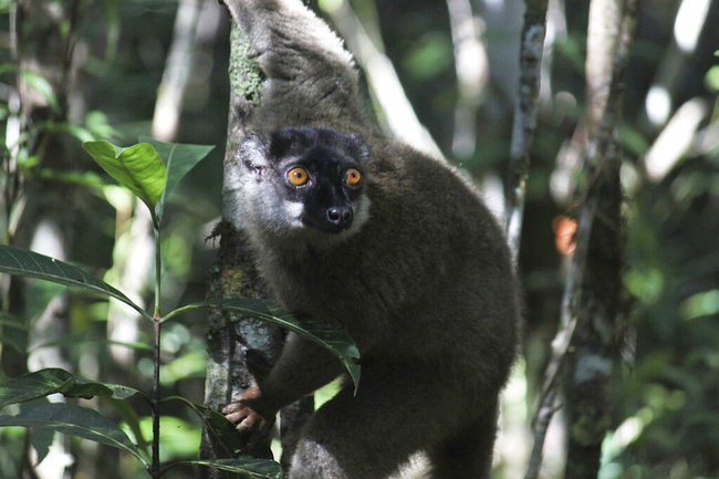 In this Dec. 14, 2011, file photo, a lemur looks through the forest at Andasibe-Mantadia National Park in Andasibe, Madagascar. [File photo: AP]