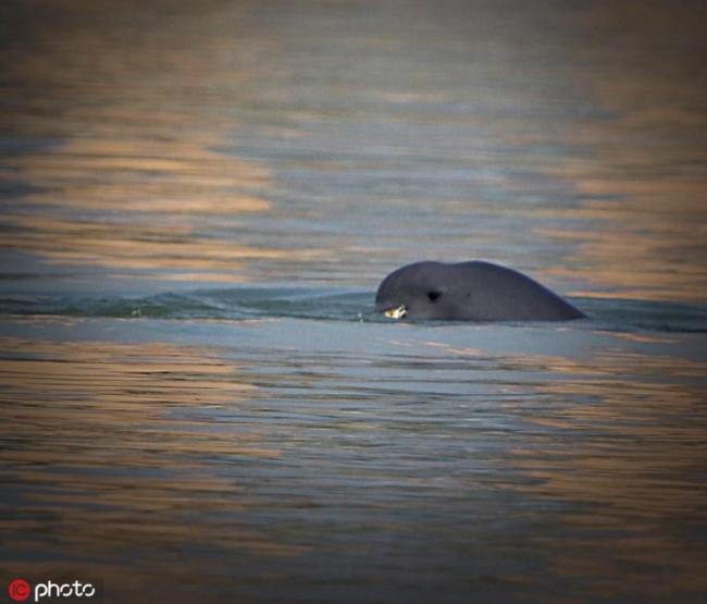 Today there are just some 1,000 of the Yangtze finless porpoises left alive in the world, a population smaller than that of the giant panda. [Photo: dfic.cn]