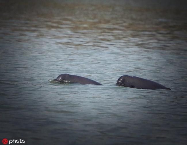 The Yangtze finless porpoises, a kind of mammal, live in shallow waters close to the banks or islets in the middle of the Yangtze River--China's longest natural waterway. [Photo: dfic.cn]