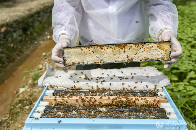 A beekeeper checks an artificial beehive in Chun'an County, Zhejiang Province. [Photo: people.cn]
