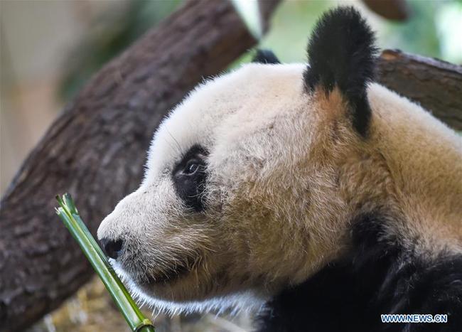 Giant panda Yuan Yuan is seen at the Schoenbrunn Zoo in Vienna, Austria, on May 20, 2019. [Photo: Xinhua]