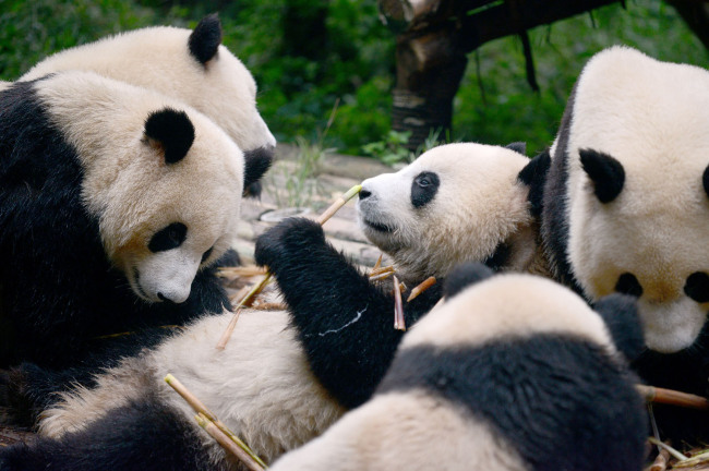This picture taken on September 9, 2016 shows a group of pandas eating bamboo at the Chengdu Research Base of Giant Panda Breeding in China's Sichuan province. [Photo: AFP]