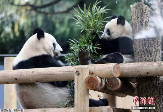 Giant panda cub Xiang Xiang plays with her mother, Shin Shin, at Ueno Zoo in Tokyo, Japan, on November 12, 2017. [File photo: Chinanews.com]