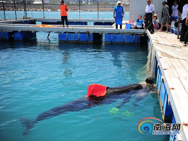 Undated photo of a volunteer looking after a stranding pilot whale, Sanya, Hainan Province. [Photo:hinews.cn]