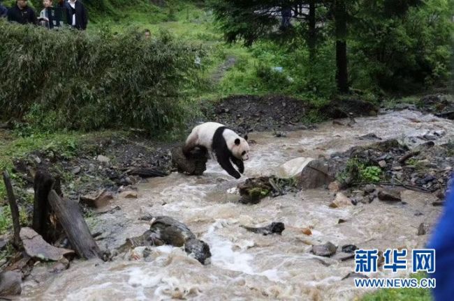 The giant panda returns to the wild, on June 15, 2019, in Jiuzhaigou County, southwest China's Sichuan Province. [Photo: Xinhua]