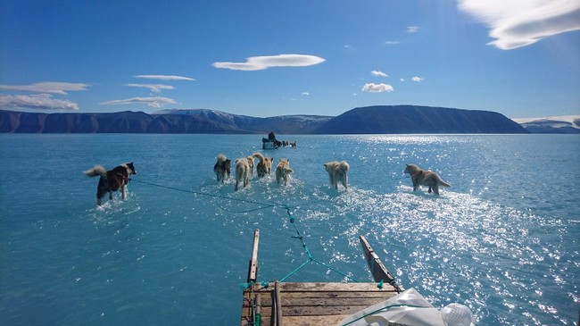 A June 13, 2019 hand out image photographed by Steffen Olsen of the Centre for Ocean and Ice at the Danish Meteoroligical Institute shows sled dogs wading through standing water on the sea ice during an expedition in North Western Greenland. [Photo: AFP/Steffen Olsen/Centre for Ocean and Ice at the Danish Meteoroligical Institute]<br>