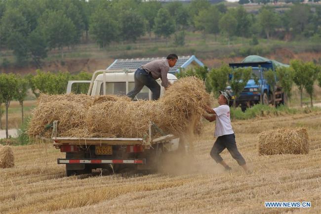 Farmers load baled straw in Xitan Village of Tengjia Township in Rongcheng City, east China's Shandong Province, June 17, 2019.[Photo: Xinhua]