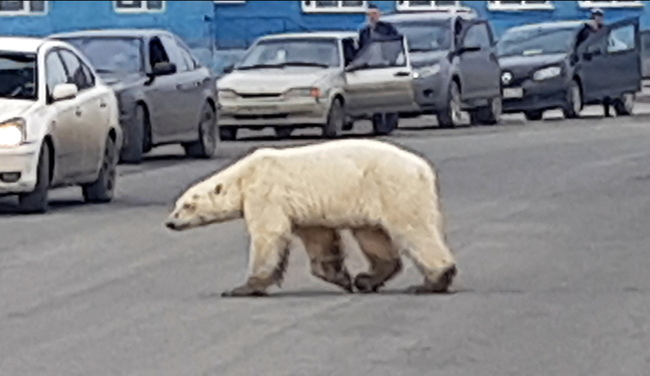 This image taken from video released by @putoranatour/Oleg Krashevsky on Monday, June 17, 2019, shows a polar bear crossing a road in Norilsk, Russia. [Photo: AP]