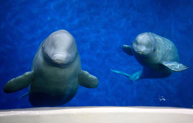Little Grey and Little White, two 12-year-old female belugas, perform at the Changfeng Ocean World in Shanghai on July 3, 2018. [File photo: VCG]