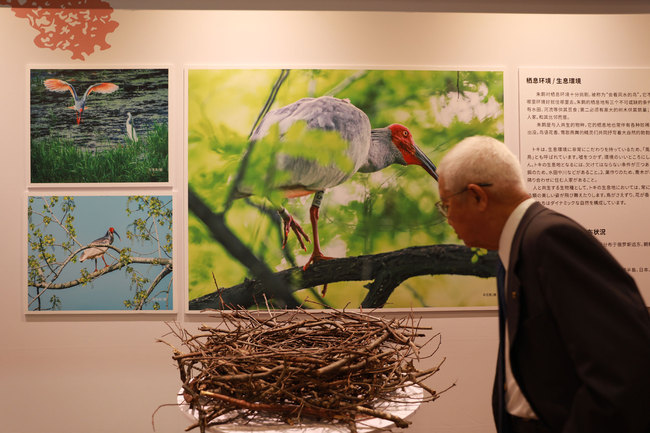 A visitor examining the nest of a crested ibis at the exhibition in Osaka, Japan, on Wednesday, June 26, 2019. [Photo by Tu Yun/China Plus]