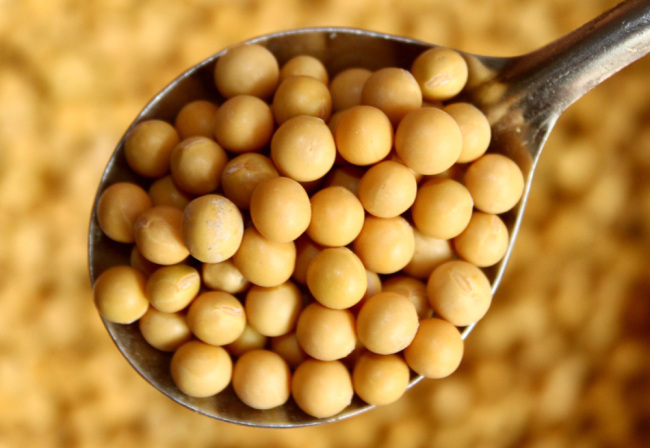 Soybeans. [File photo: IC]