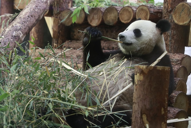 A two-year-old female giant panda, Ding Ding, is pictured eating bamboo in Moscow Zoo, June 6, 2019. [Photo: VCG]