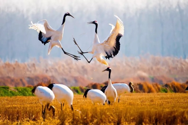 Birds in the Migratory Bird Sanctuary, China's latest world heritage site, along the coast of the Yellow Sea and Bohai Gulf in Yancheng, in east China's Jiangsu Province. [Photo: CCTV]