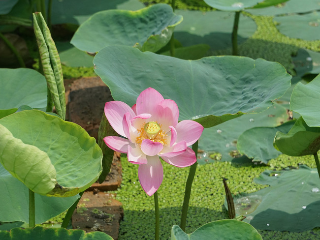 Lotus blossoms from century-old seed - China Plus