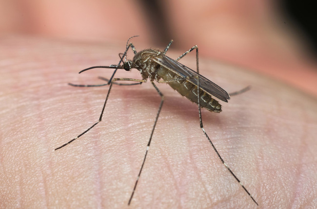 Common house mosquito preparing for biting human skin. [Photo: IC]