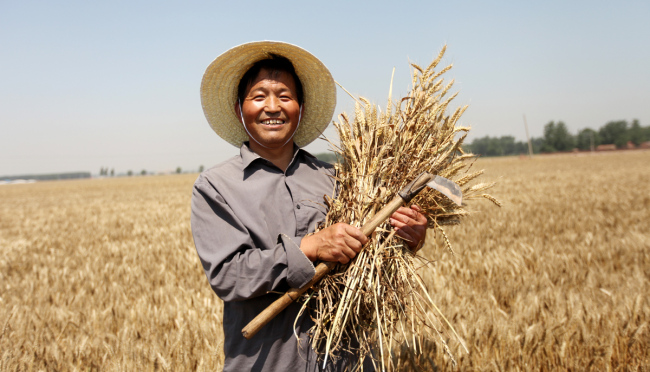 A farmer harvests wheat in the city of Anyang, Henan Province. [File photo: IC]