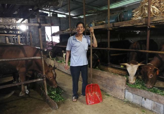 Photo shows Tang Yunchang with his cattle. [Photo: ChinaPlus]