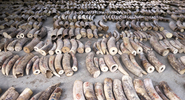 This handout picture released on July 23, 2019 by the Singapore's National Parks Board shows seized ivories are seen at a holding area in Singapore. [Photo: Singapore's National Parks Board via VCG]