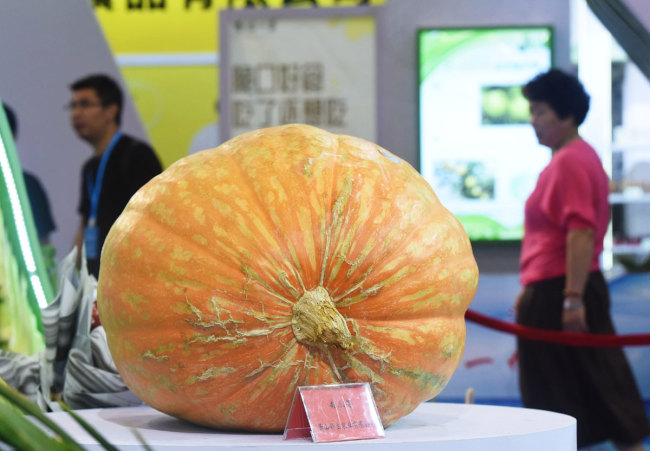 People look at a giant space pumpkin on display in Hangzhou, July 28, 2019.  [Photo: IC]