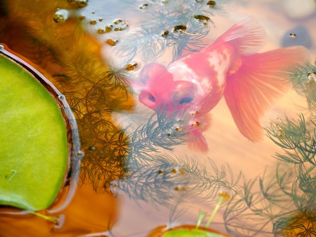 An exhibition showcasing live goldfish and goldfish-themed cultural relics kicks off in the Forbidden City on Tuesday, Beijing, China, July 30, 2019. [Photo: VCG]