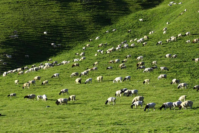 A view of grassland in Xinjiang Uygur Autonomous Region. [File Photo: IC]