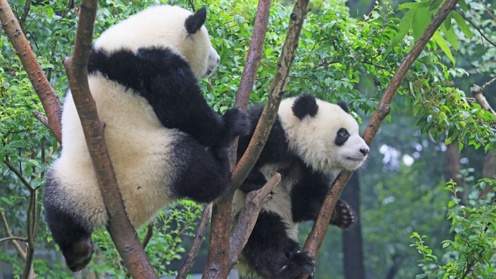 China advances construction of giant panda national park - China Plus