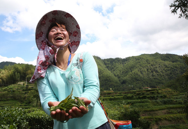 A villager harvests tea in Xiadang Township, Shouning County of Fujian Province on September 15, 2018. [File photo: IC]