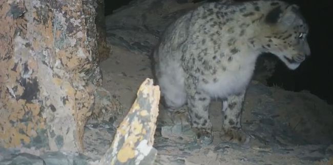 Screenshot of a Xinhua video showing snow leopards in the Qilian Mountains. [Photo: China Plus]