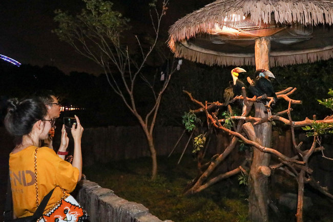 Visitors enjoy night view of animals and show at Shanghai Wild Animal Park, which takes the lead in opening overnight in Shanghai, China, 5 August 2019. [Photo: IC]<br>