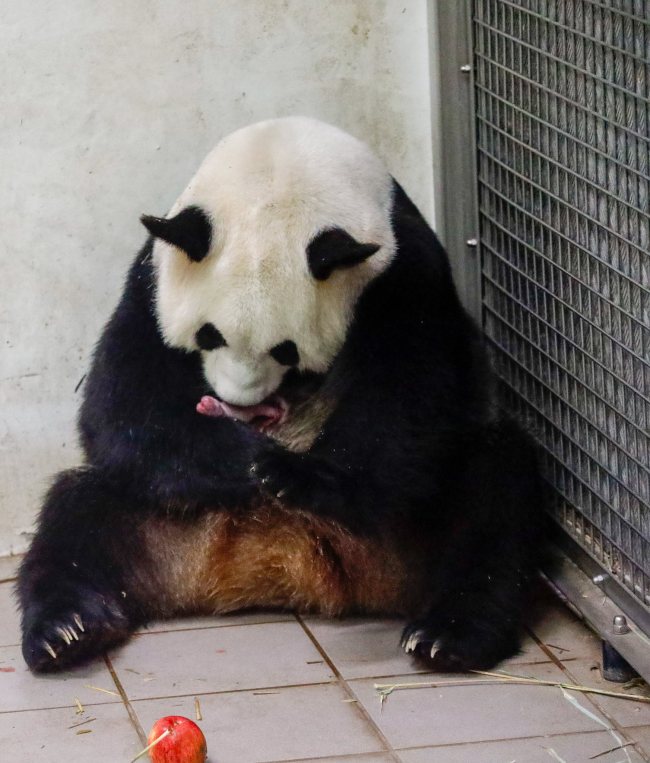 Giant panda mother Hao Hao holds one of her newborn twin babies at the zoo in Brugelette.[Photo: Photonews/Getty Editorial via VCG] 