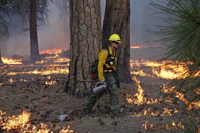 File Photo: In this June 11, 2019 photo, firefighter Andrew Pettit walks among the flames during a prescribed fire in Cedar Grove at Kings Canyon National Park, California. [Photo: AP/Brian Melley] 