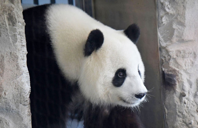 Female giant panda Meng Meng walks through her enclosure at the Zoologischer Garten zoo in Berlin on August 14, 2019. [Photo: AFP via VCG/Tobias Schwarz]