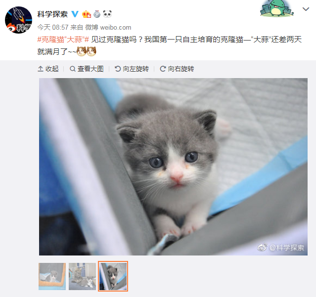 A photo of China's first cloned cat, a kitten named Garlic, shared on Sina Weibo by Scientific Exploration. [Screenshot: China Plus]
