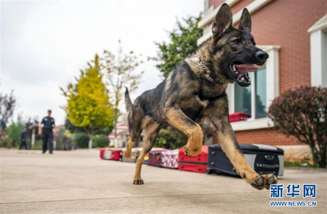 China's first cloned police dog has been officially enrolled onto the police team after passing the evaluations at Kunming Police Dog Base on Thursday, August 22, 2019. [Photo: Xinhua]