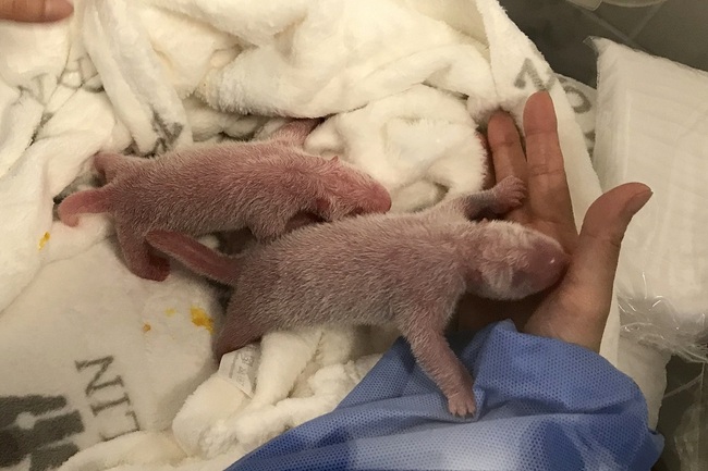 The newborn panda twins are at their first care at Berlin Zoo, Berlin, Germany, September 2, 2019. [Photo: DPA via IC/Zoo Berlin]