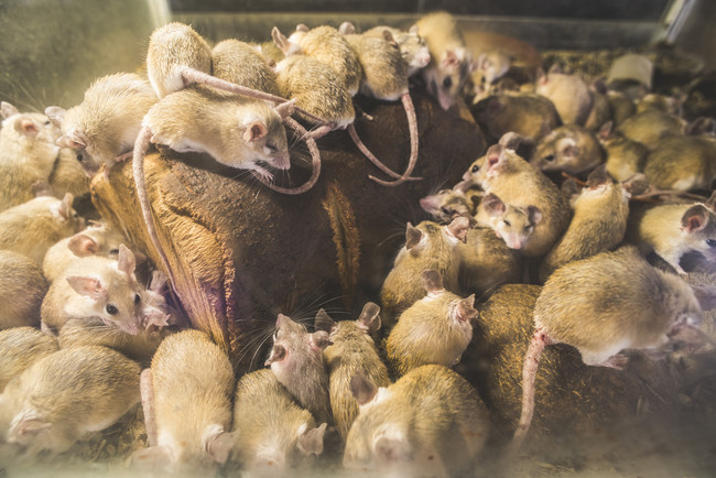 File photo shows rats. [Photo: AFP]